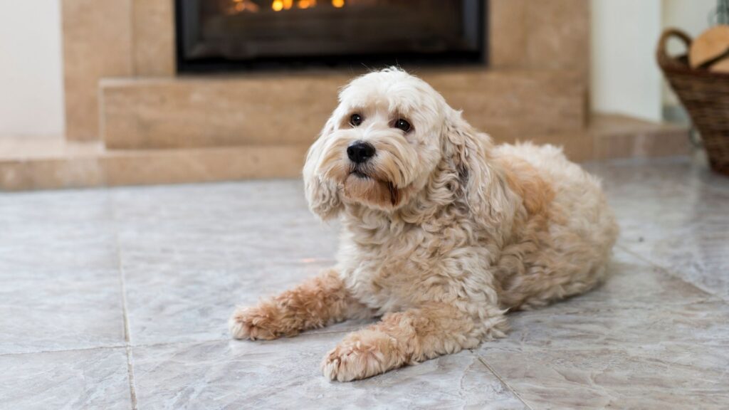 Best Flooring for Dogs: What to Choose and Why